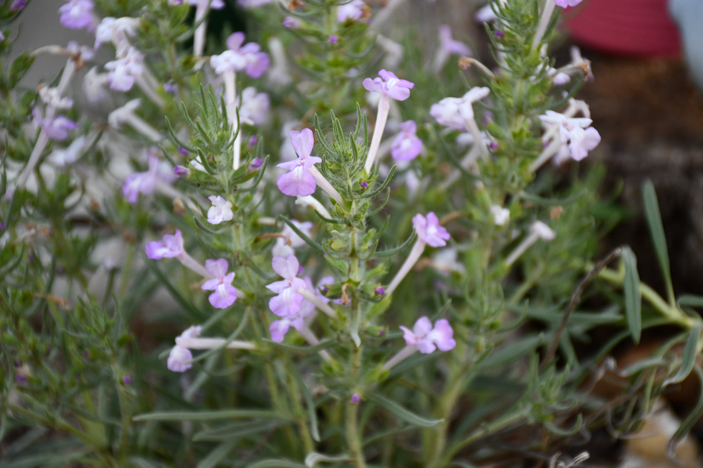 Clustered Sage Rare Seeds (Salvia whitehousei)