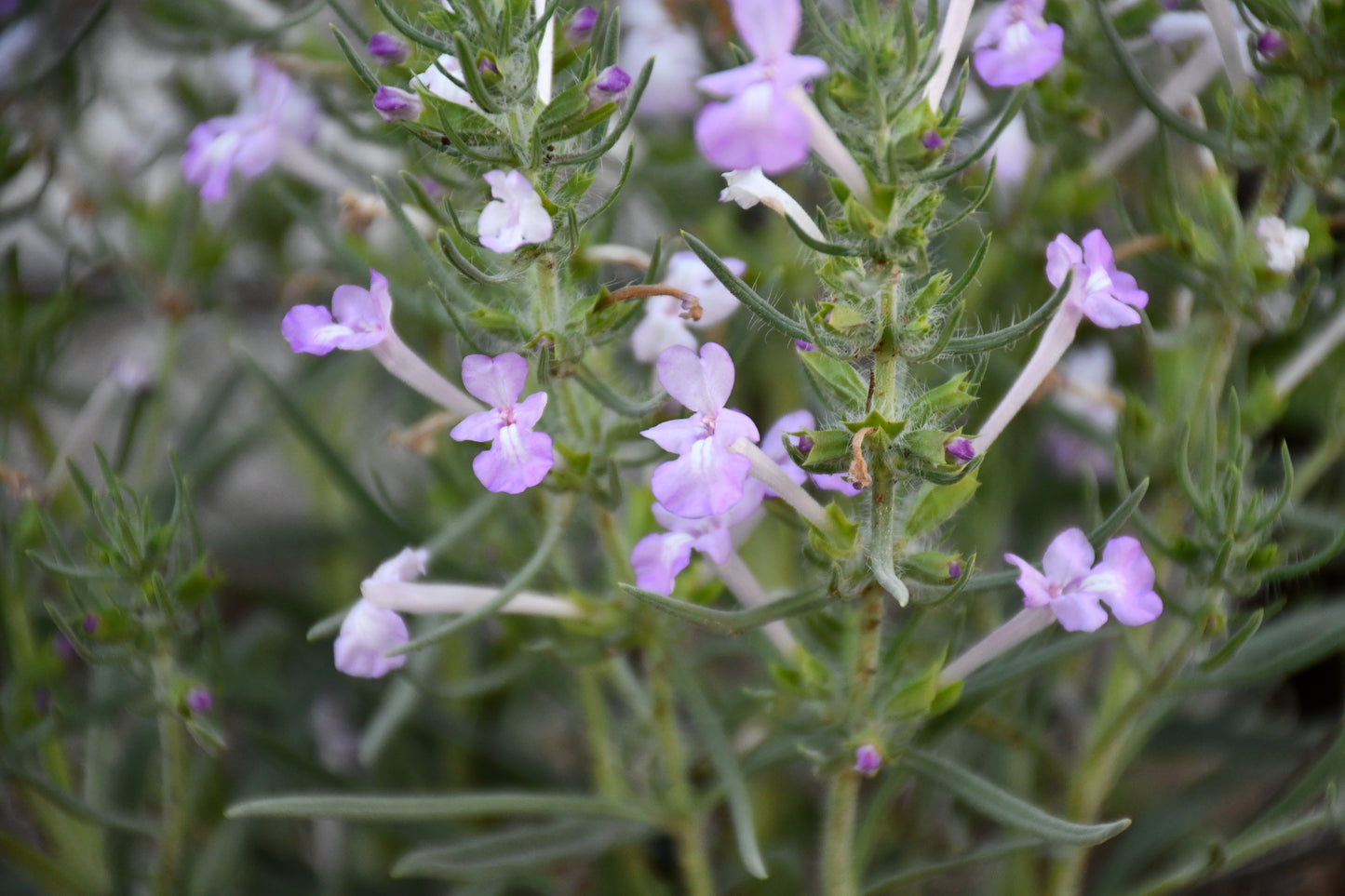 Clustered Sage Rare Seeds (Salvia whitehousei)