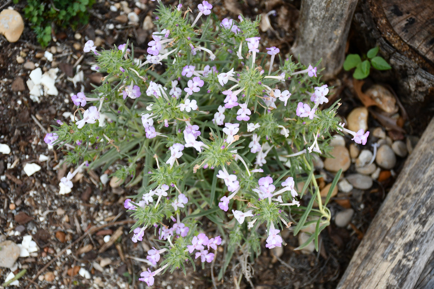 Clustered Sage Rare Seeds (Salvia whitehousei)