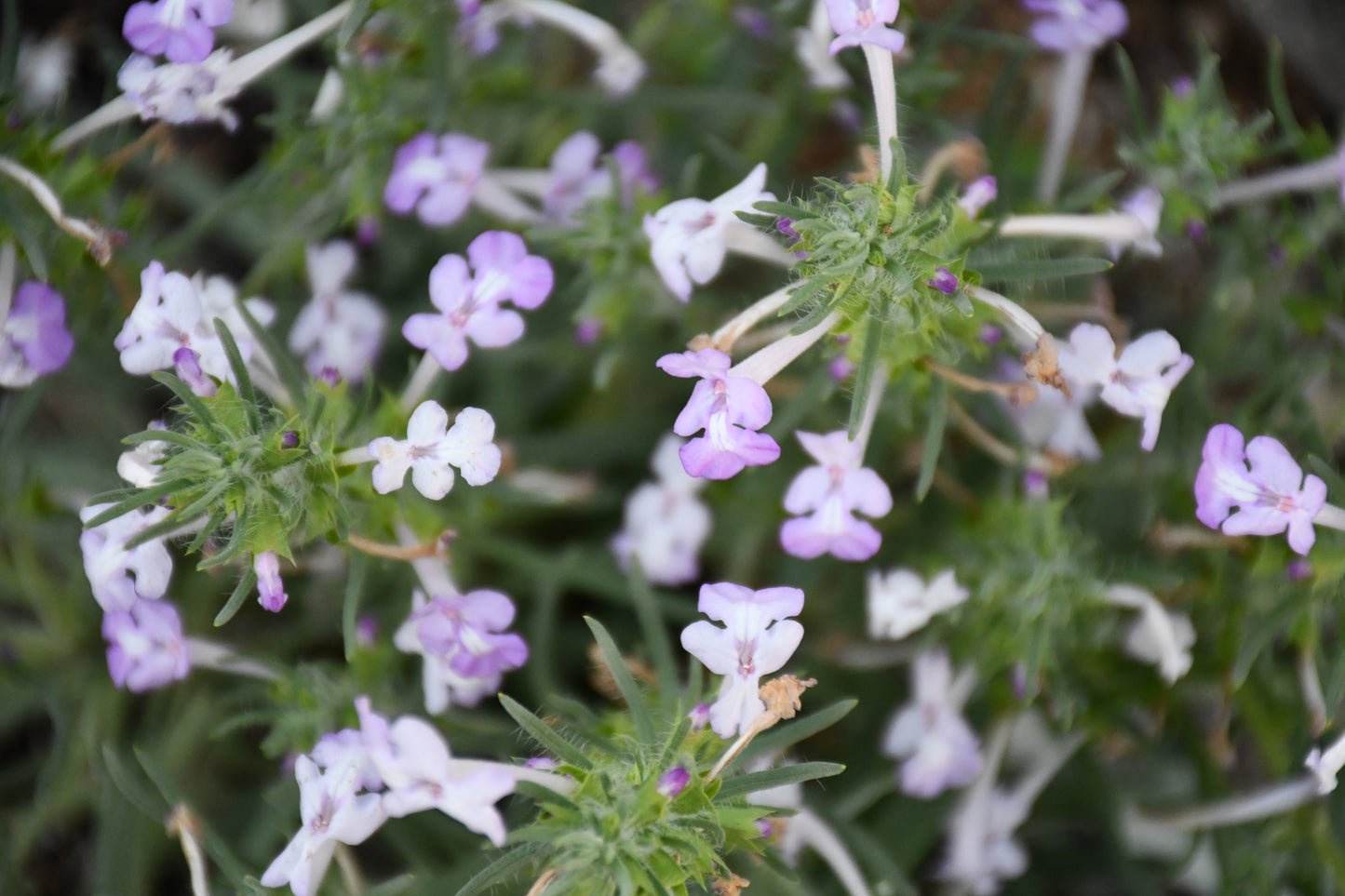 Clustered Sage Rare Seeds (Salvia whitehousei)