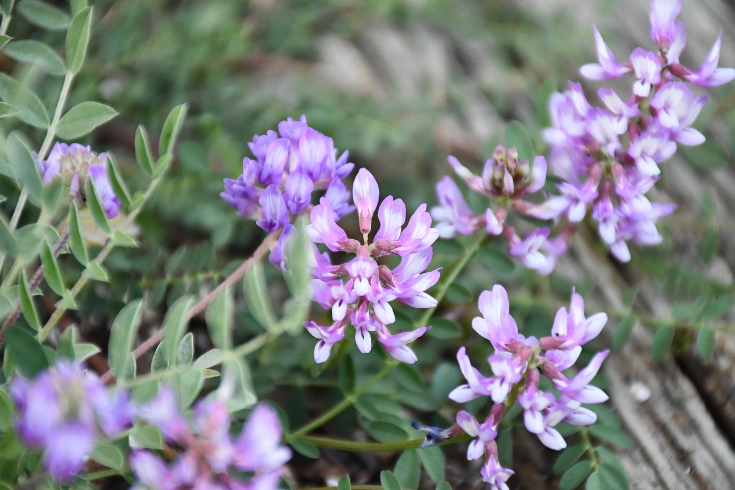 Engelmann's Milkvetch Rare Seeds (Astragalus distortus var. engelmannii)