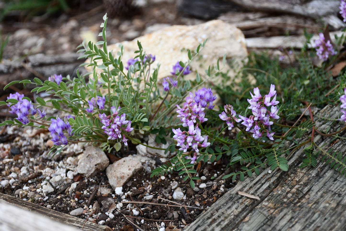 Engelmann's Milkvetch Rare Seeds (Astragalus distortus var. engelmannii)