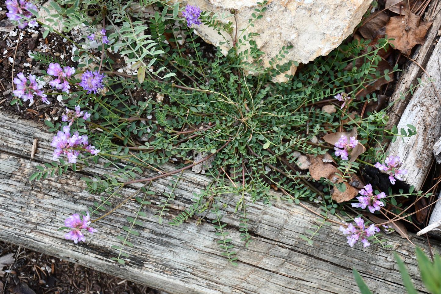 Engelmann's Milkvetch Rare Seeds (Astragalus distortus var. engelmannii)