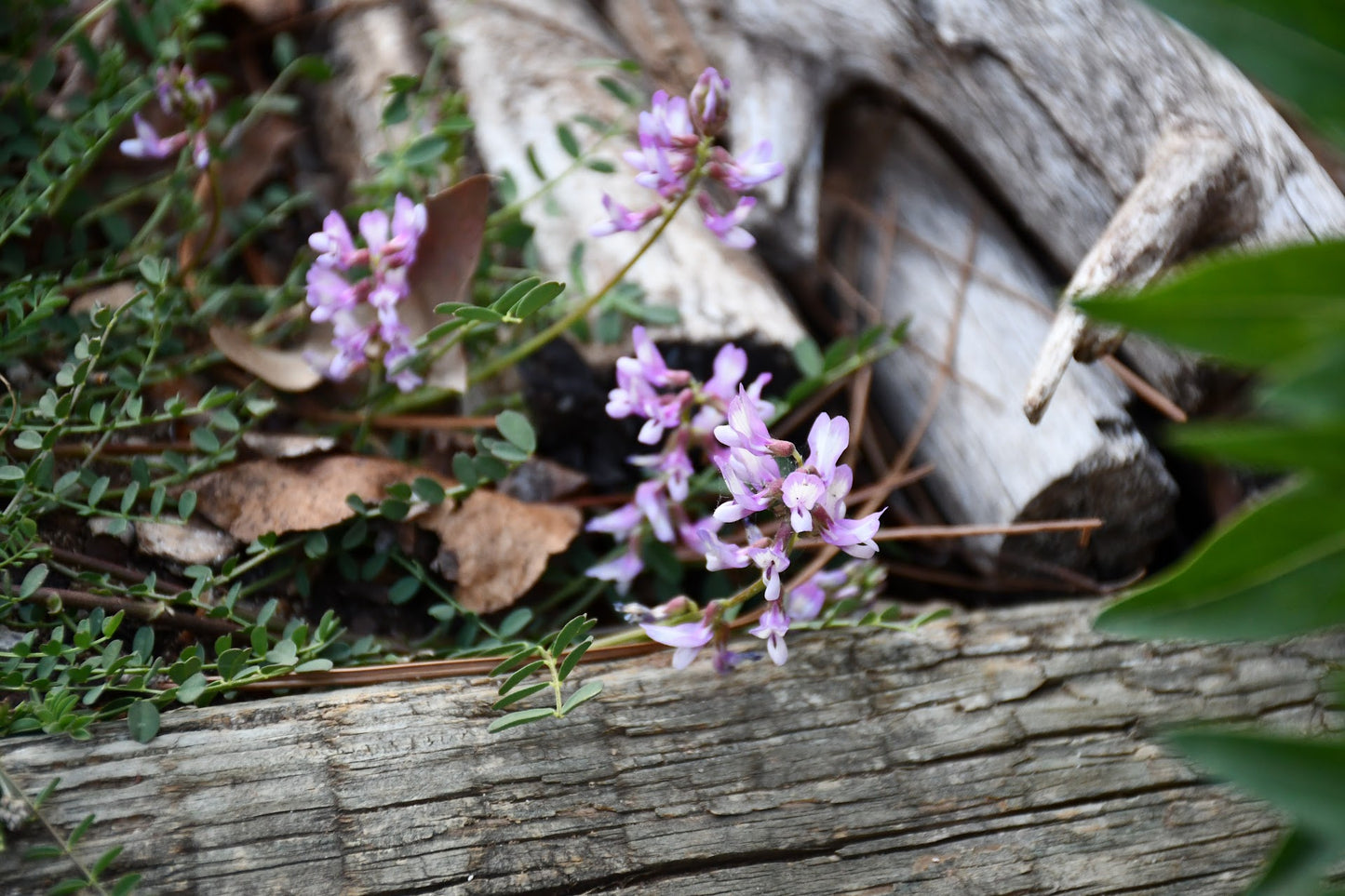 Engelmann's Milkvetch Rare Seeds (Astragalus distortus var. engelmannii)