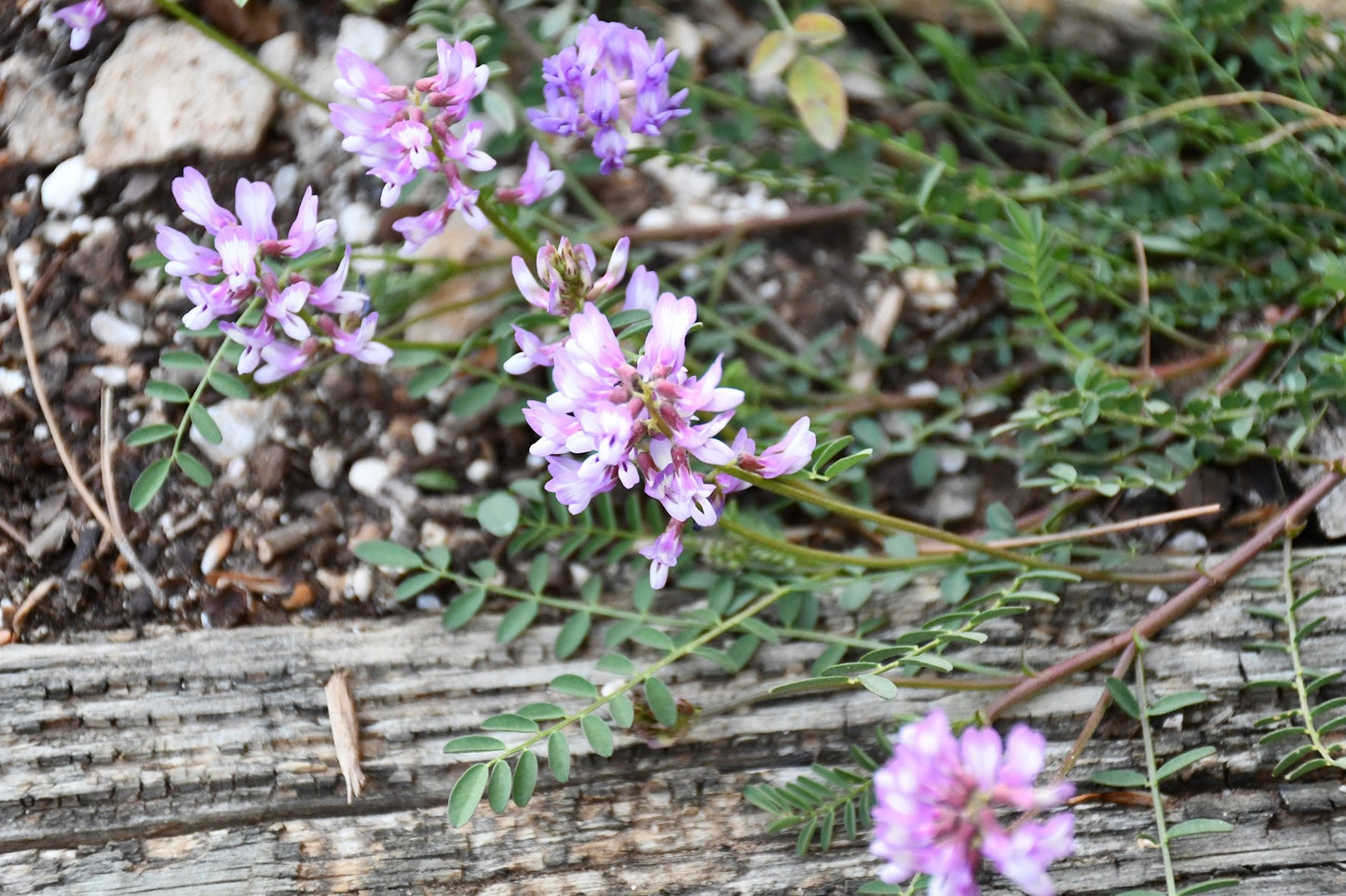 Engelmann's Milkvetch Rare Seeds (Astragalus distortus var. engelmannii)
