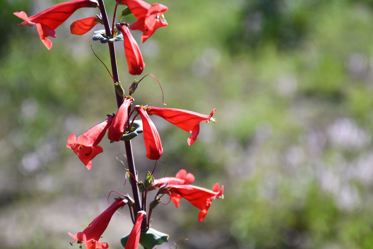 Red tubular flowers on a tall stem of Penstemon murrayanus against a blurred green outdoor background.