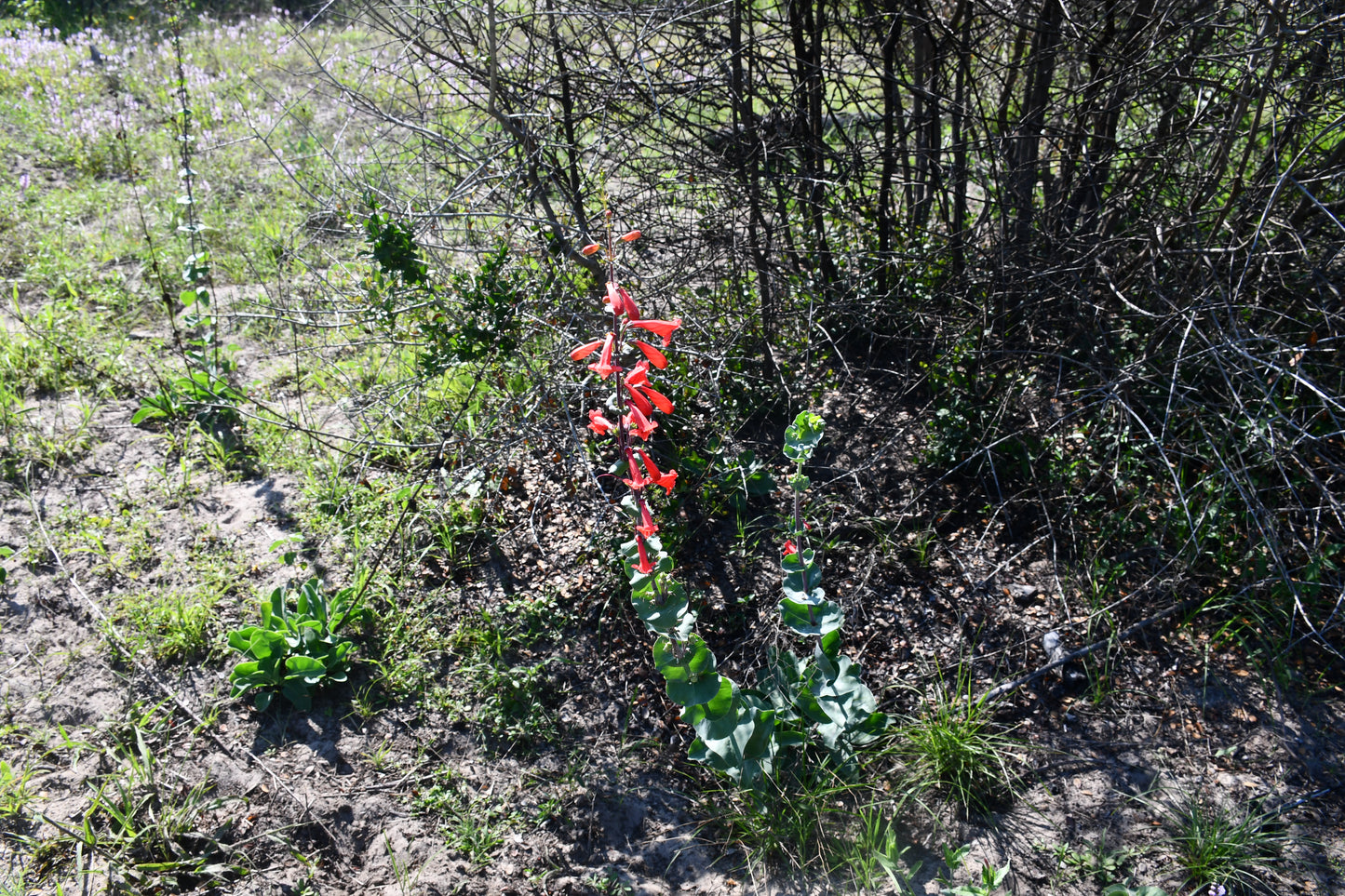 A tall flowering Penstemon murrayanus with bright red tubular blossoms and green leaves growing among dry grass, shrubs, and bare branches outdoors.