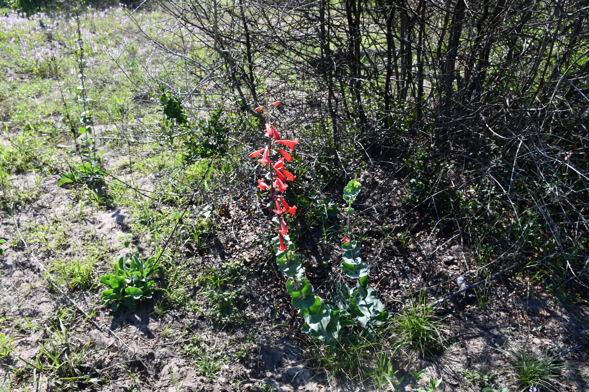A tall flowering Penstemon murrayanus with bright red tubular blossoms and green leaves growing among dry grass, shrubs, and bare branches outdoors.