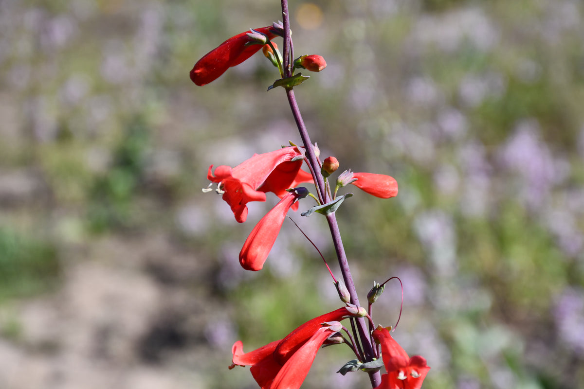 A close-up of a red tubular flower stem Penstemon murrayanus  with green leaves, photographed outdoors against a blurred natural background of green and purple foliage.