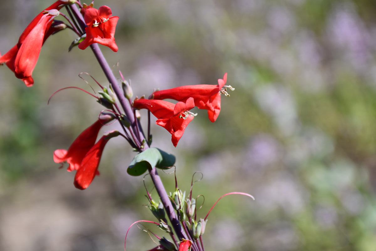 Close-up of a flowering plant Penstemon murrayanus with bright red tubular blossoms and small green leaves on a blurred natural background.