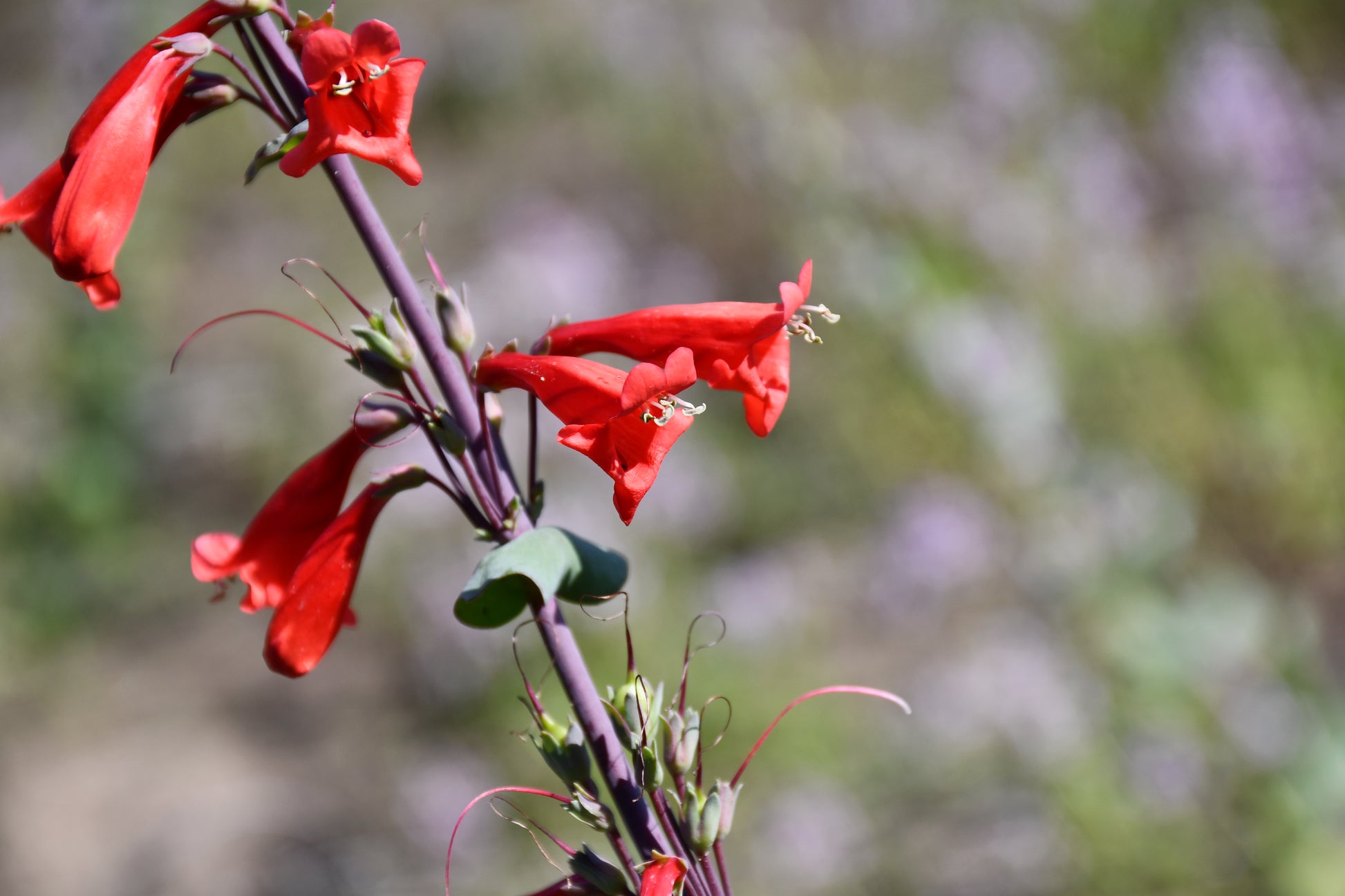 Close-up of a flowering plant Penstemon murrayanus with bright red tubular blossoms and small green leaves on a blurred natural background.