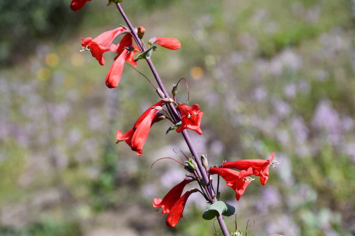 A close-up of a Penstemon murrayanus with bright red tubular blossoms on a purple stem, photographed outdoors against a softly blurred green and lavender field.