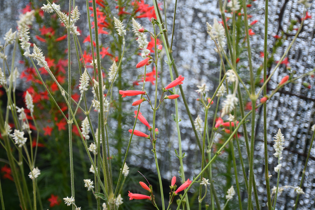 Big Bend Penstemon Rare Seeds(Penstemon havardii)