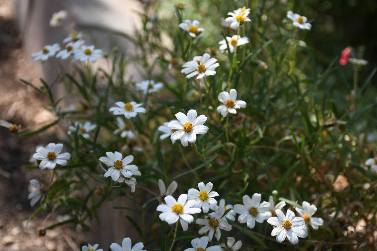 A cluster of small white blackfoot daisy flowers with yellow centers growing among green stems on rocky, dry soil.