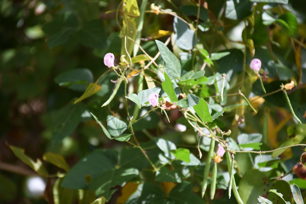Green Trailing fuzzy bean vines with small pink flowers and green pods growing in a natural outdoor setting with sunlit leaves.