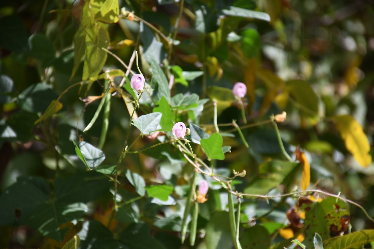 Green Trailing fuzzy bean vines with small pink flowers and green pods growing in a natural outdoor setting with sunlit leaves.