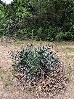 Glen Rose Yucca Rare Seeds (Yucca necopina) Texas Endemic