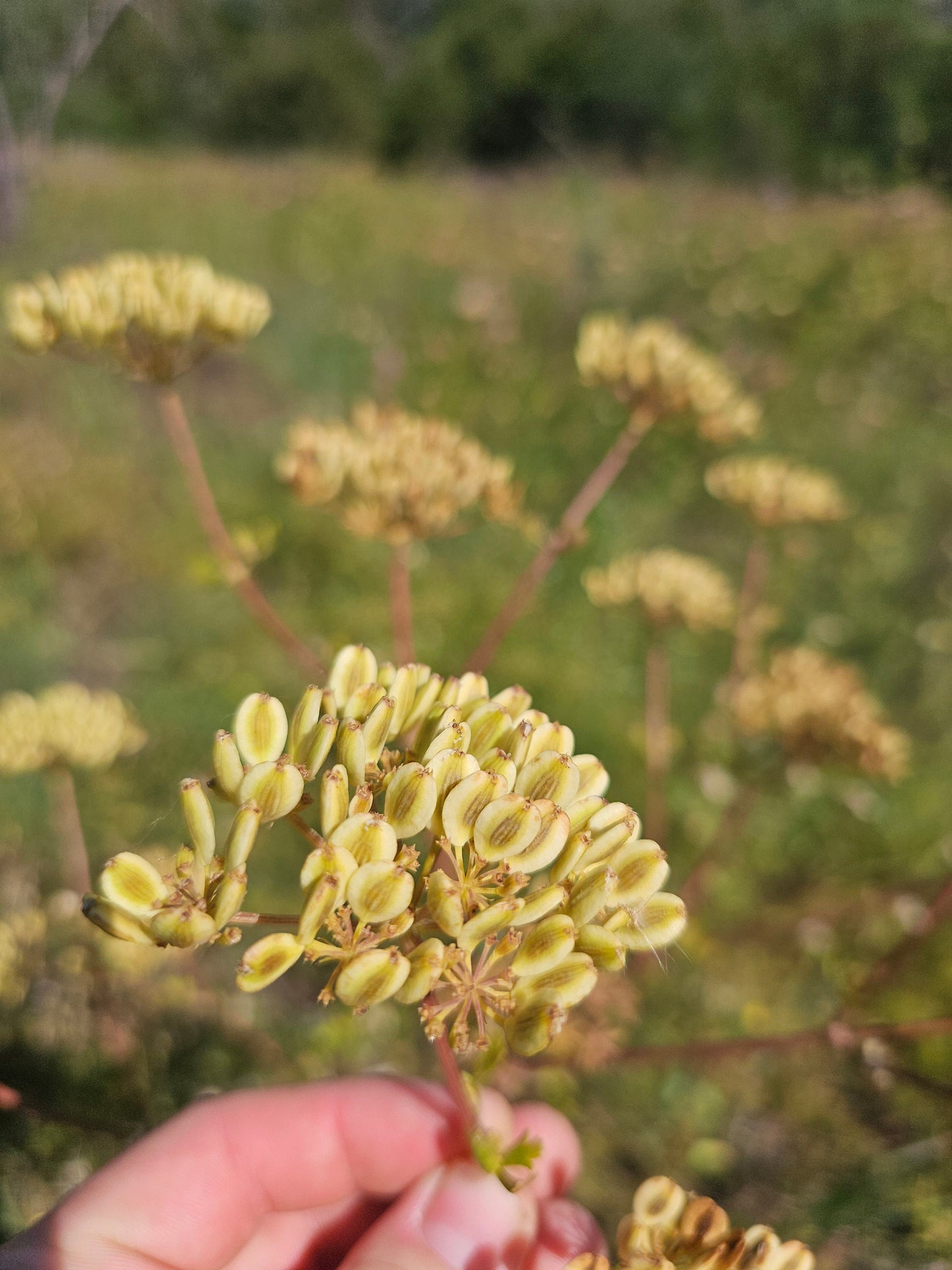 Texas Prairie Parsley Native Seeds (Polytaenia texana)