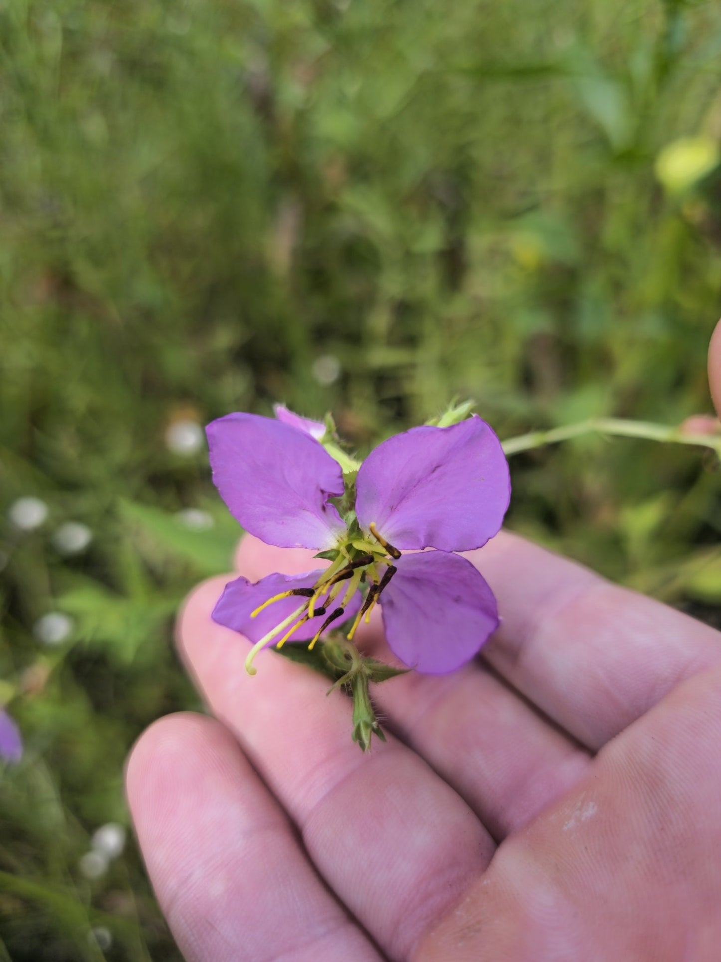 Meadow Beauty Native Seeds (Rhexia virginica)