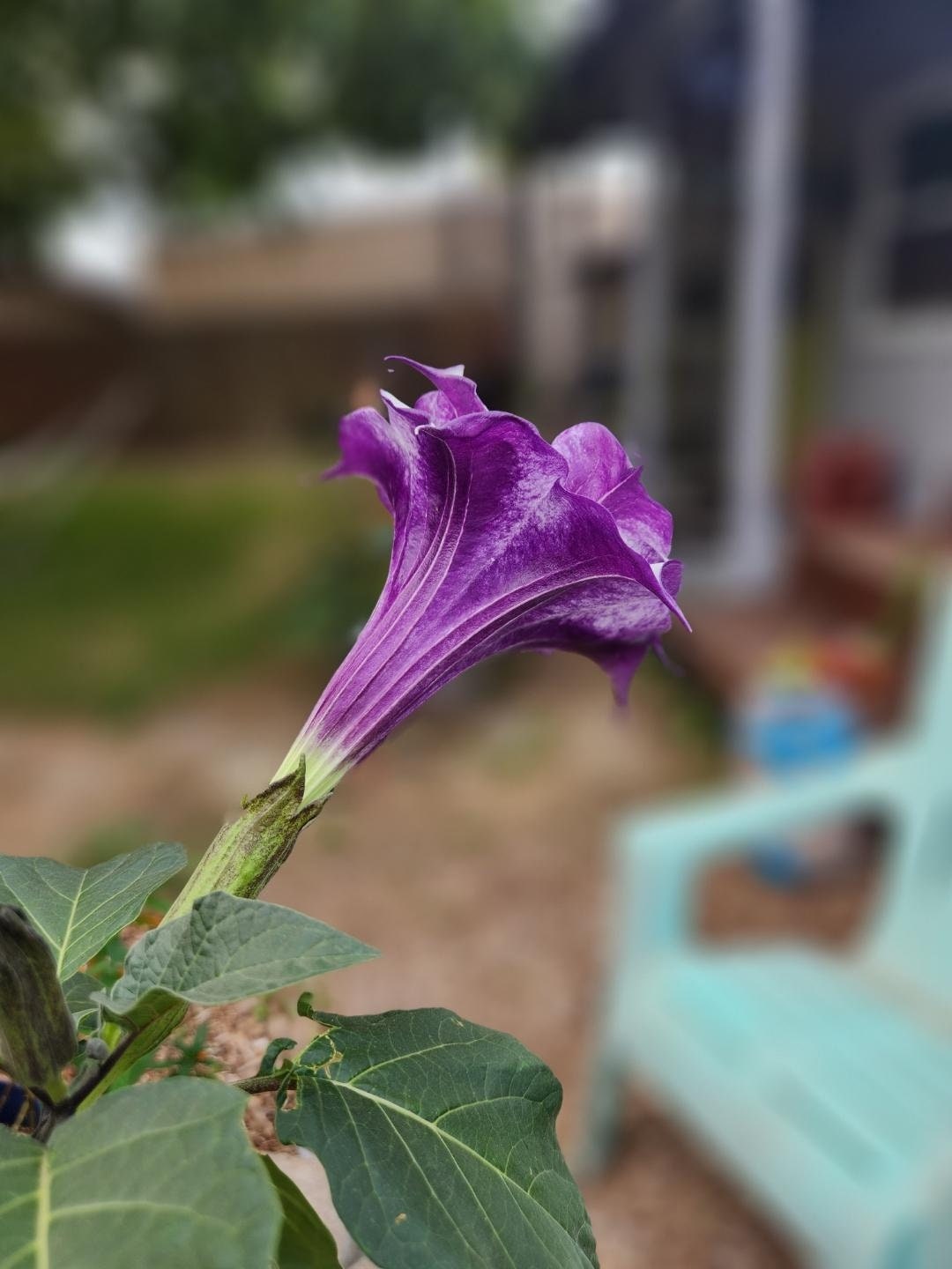 Purple Ballerina Datura