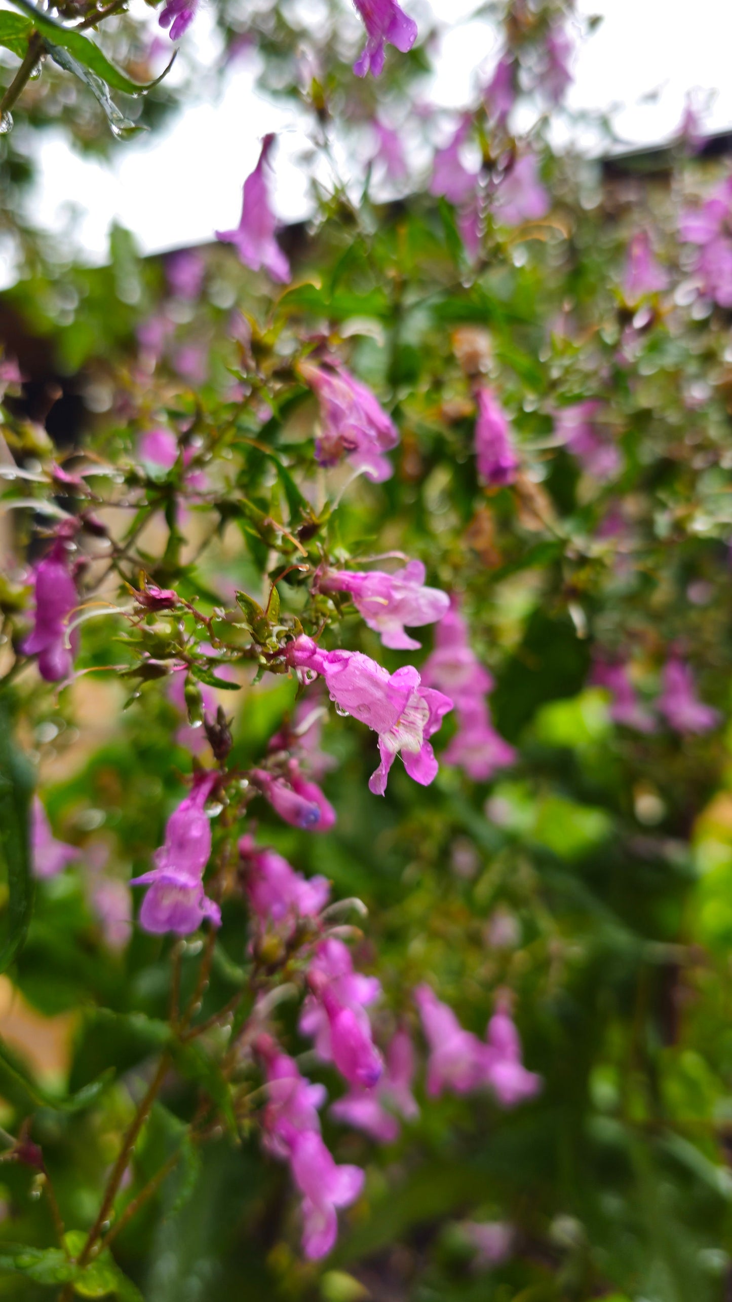 Brazos Penstemon Native Seeds (Penstemon tenuis)