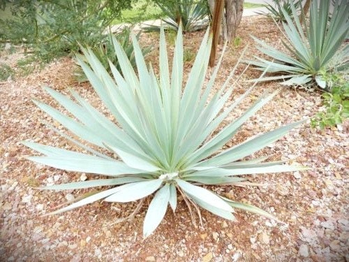 Texas Blue Yucca (Yucca pallida)