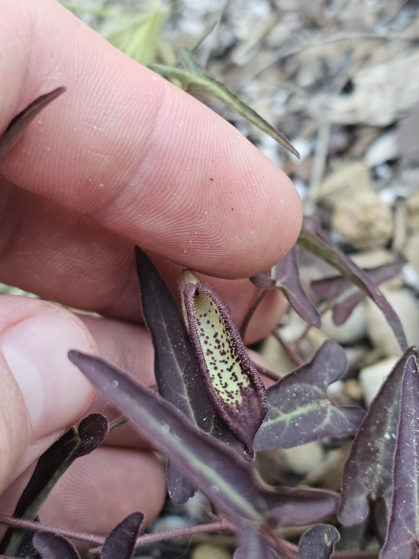 Desert Dutchman's Pipevine (Aristolochia watsonii)