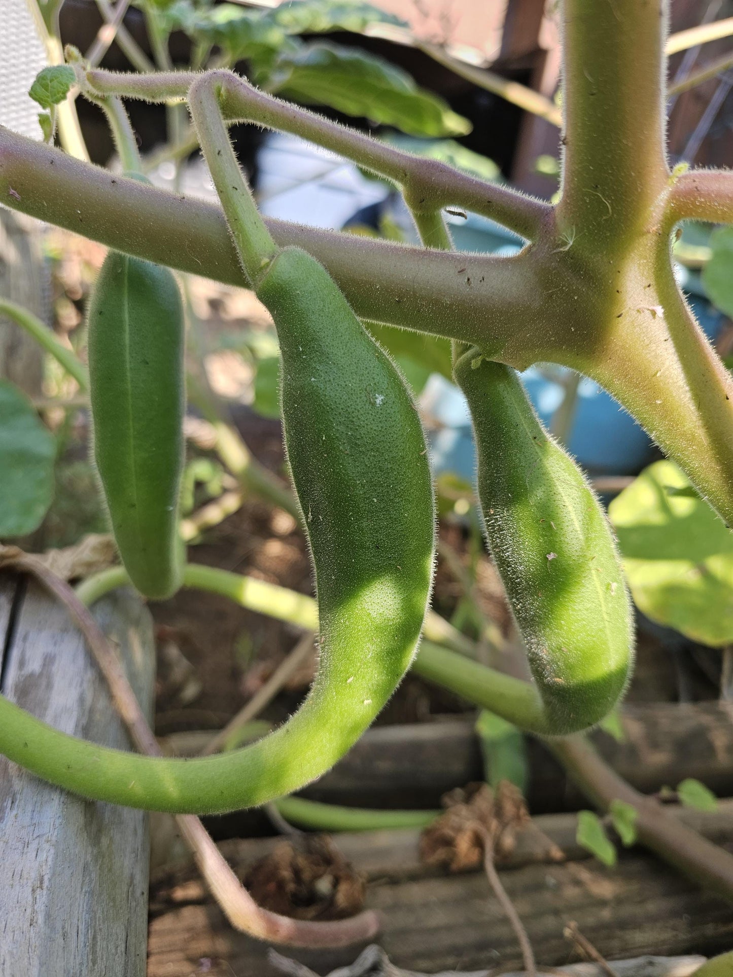 Tohono O'odham Devil's Claw Native Seeds (Proboscidea parviflora)