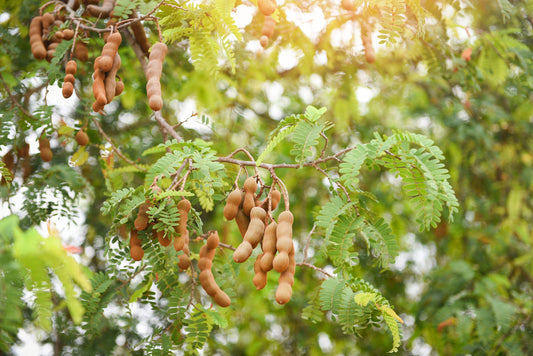 Sweet Tamarind (Tamarindus indica)