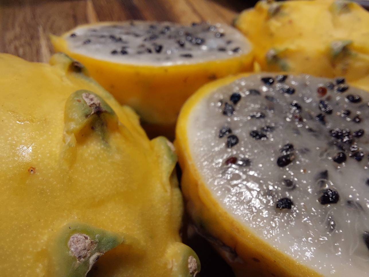 Gold Dragonfruit (Hylocereus megalanthus)