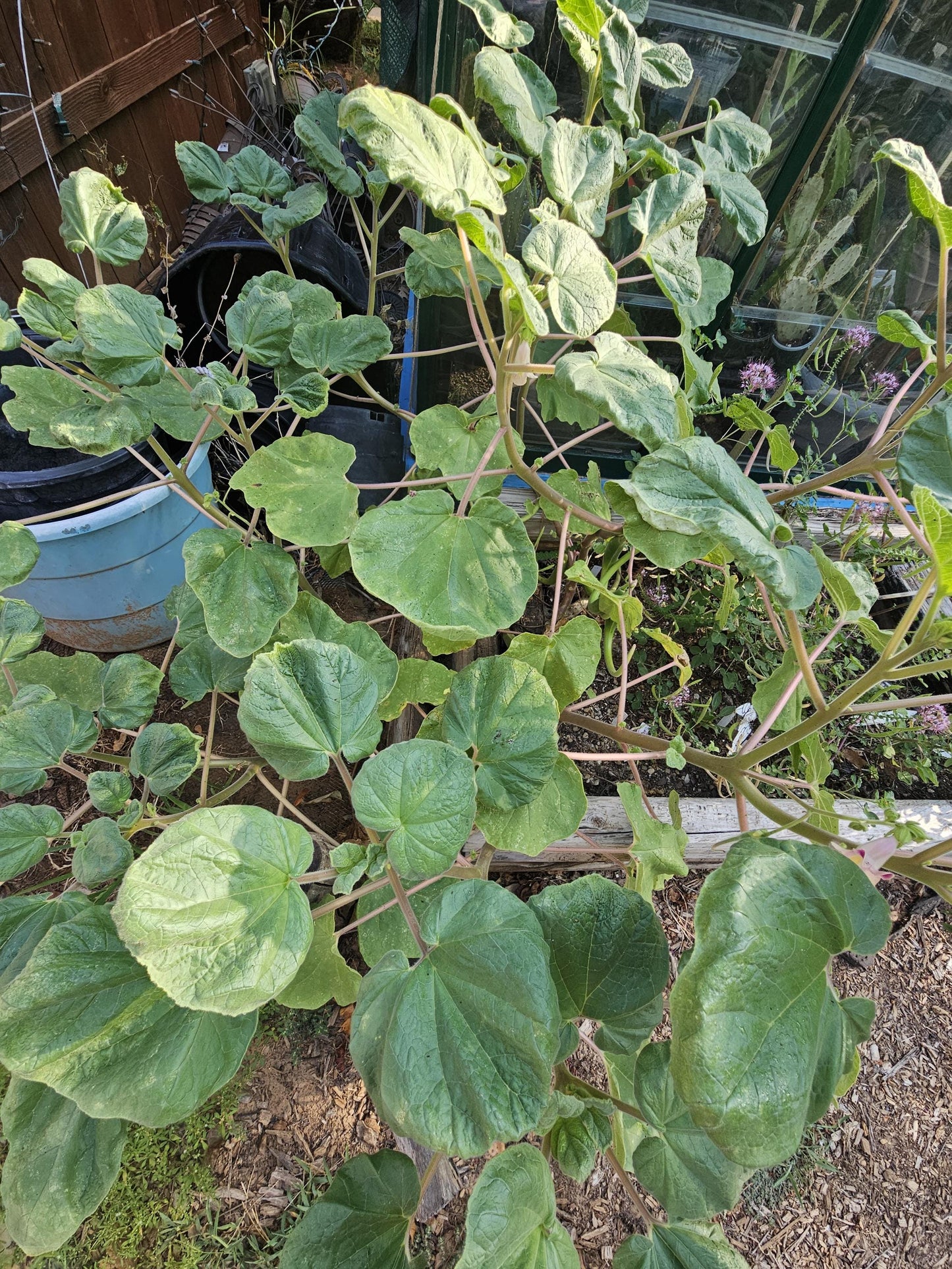 Tohono O'odham Devil's Claw Native Seeds (Proboscidea parviflora)