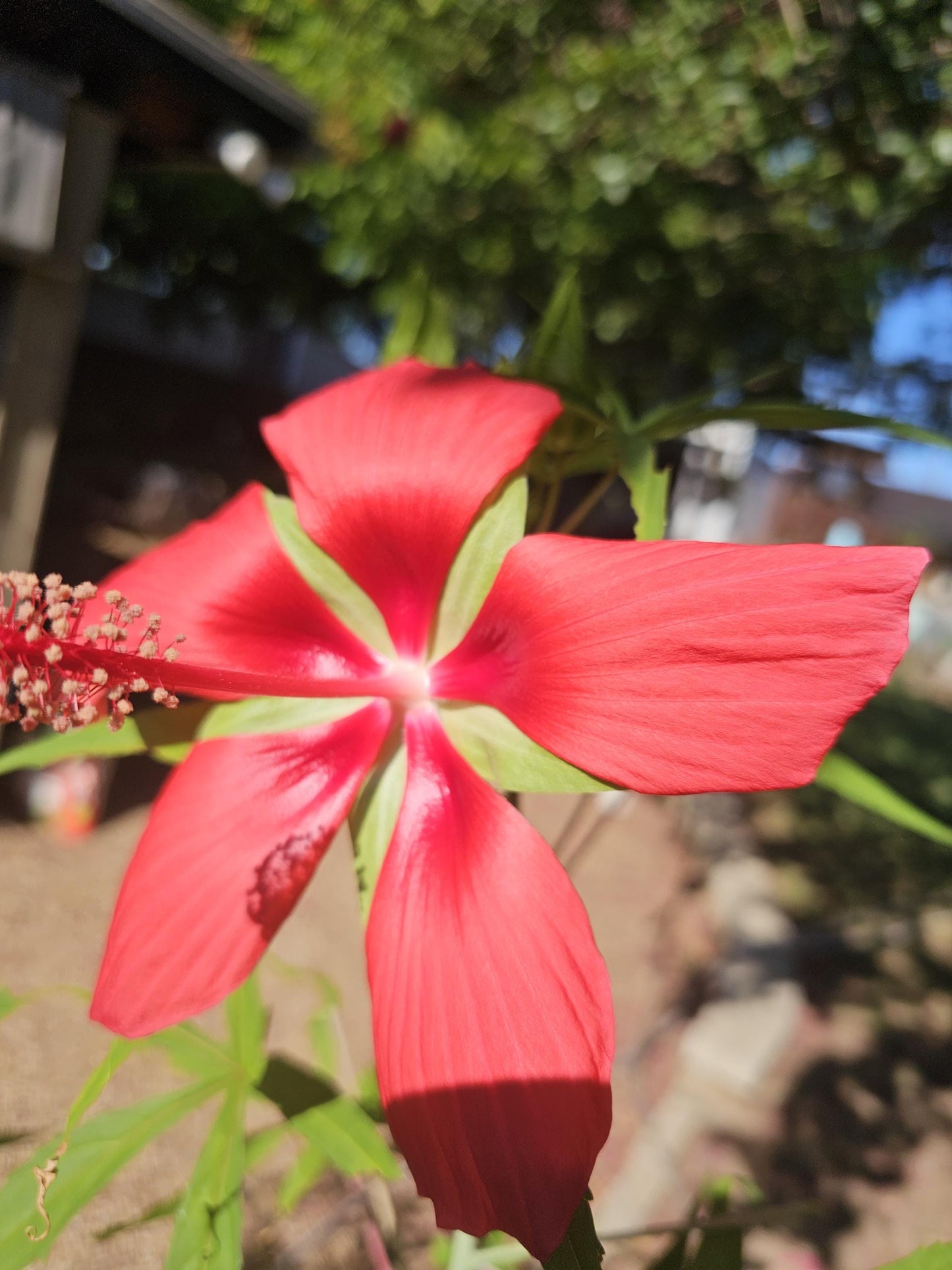 Texas Star Hibiscus Native Seeds (Hibiscus coccineus)