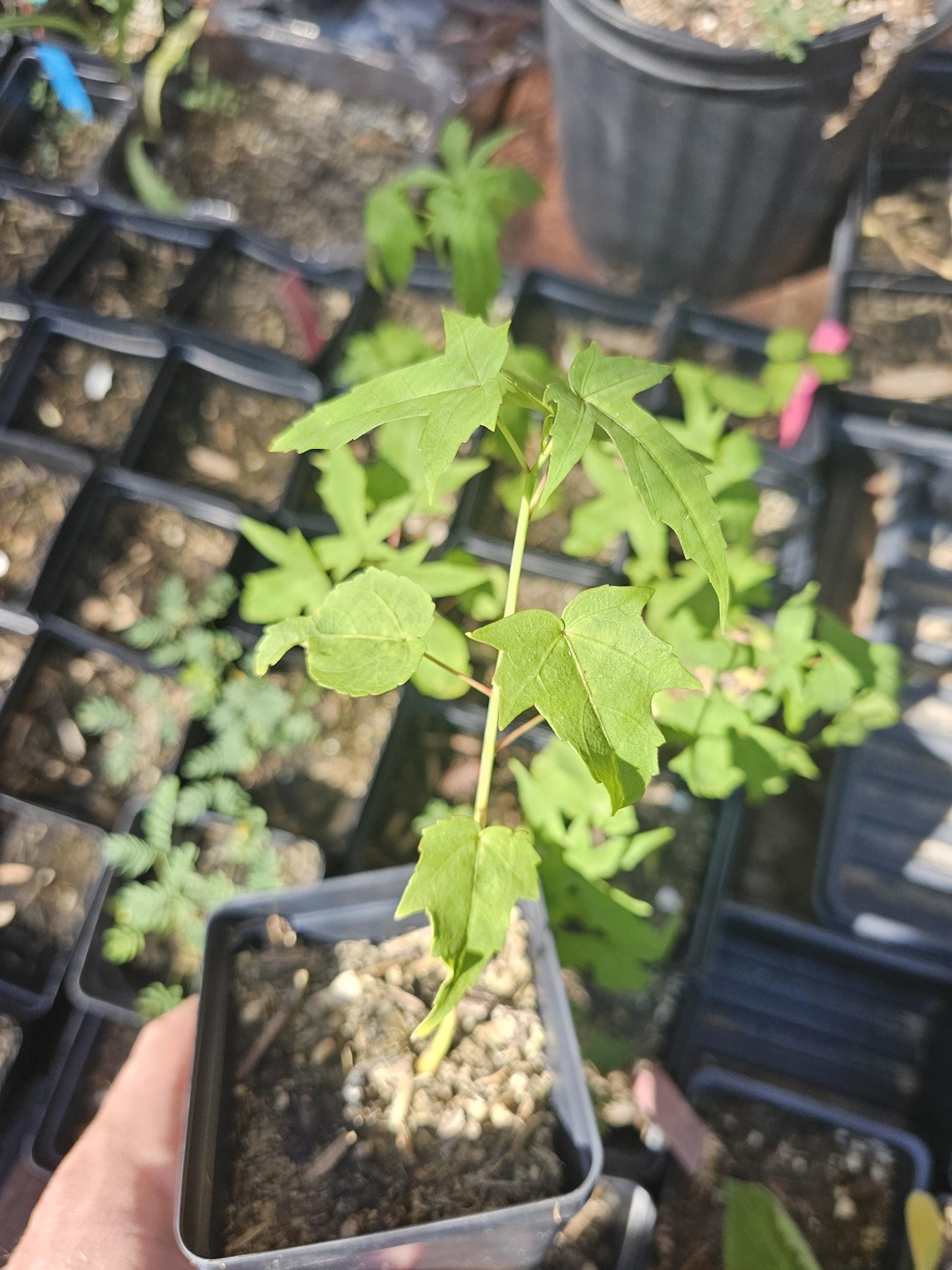 Texas Star Hibiscus Native Seeds (Hibiscus coccineus)