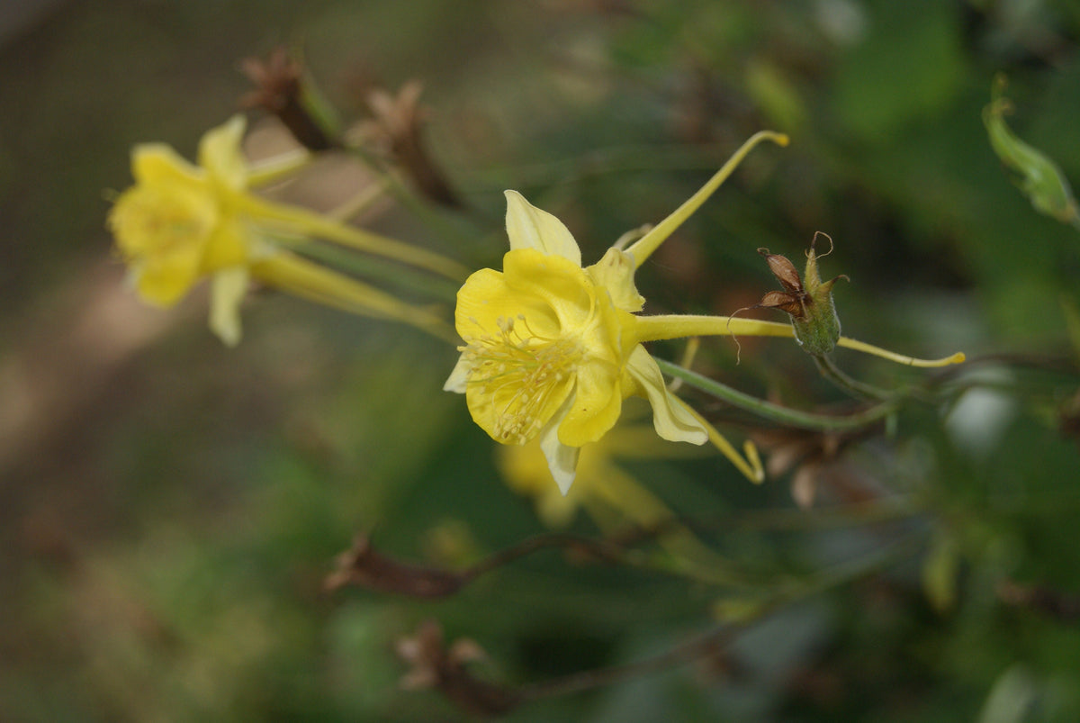 Texas Gold Columbine Native Seeds (Aquilegia chrysantha var. hinckleyana)