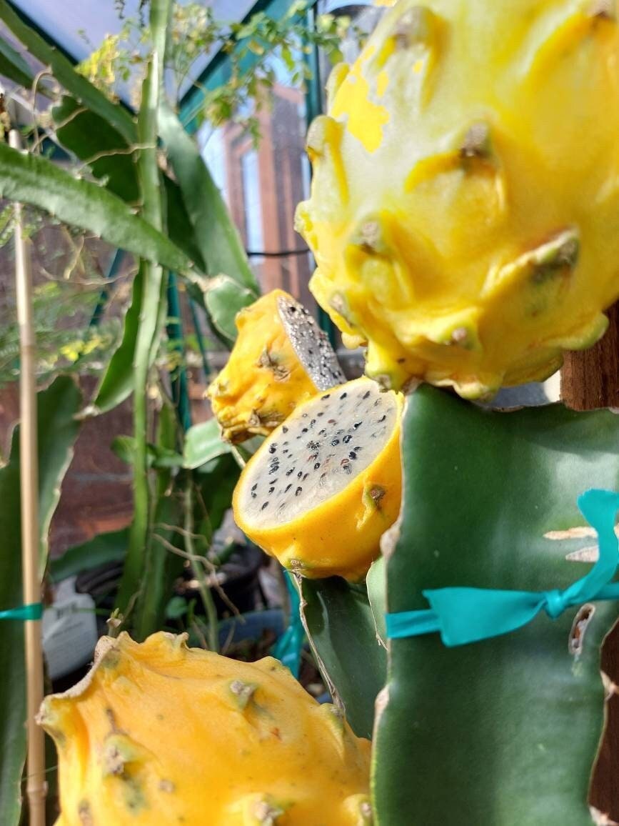 Gold Dragonfruit (Hylocereus megalanthus)