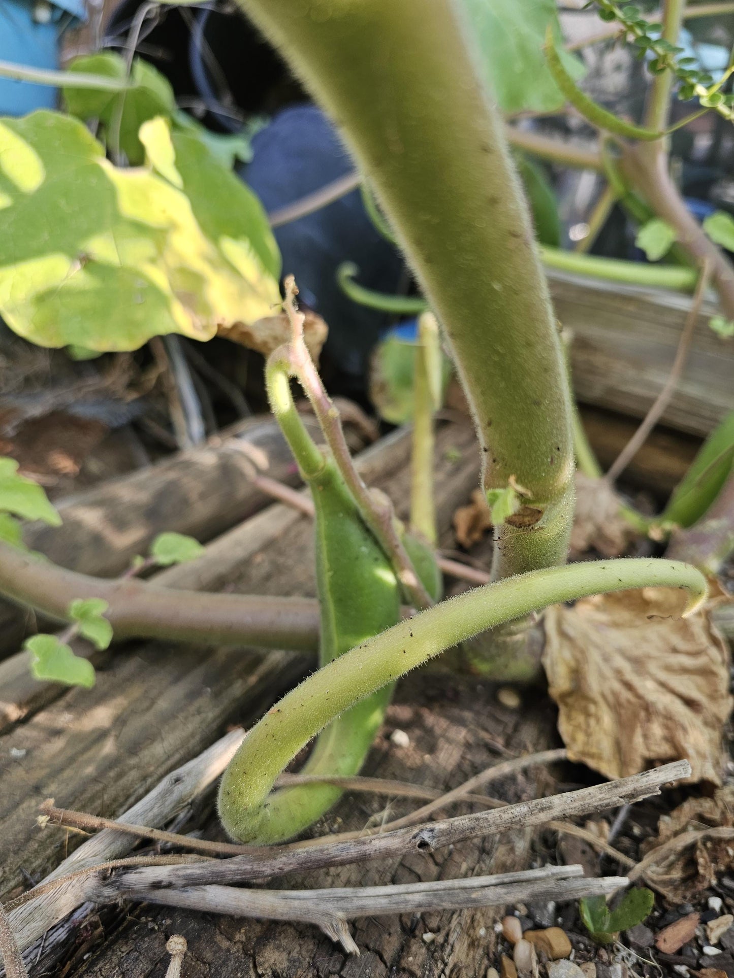 Tohono O'odham Devil's Claw Native Seeds (Proboscidea parviflora)