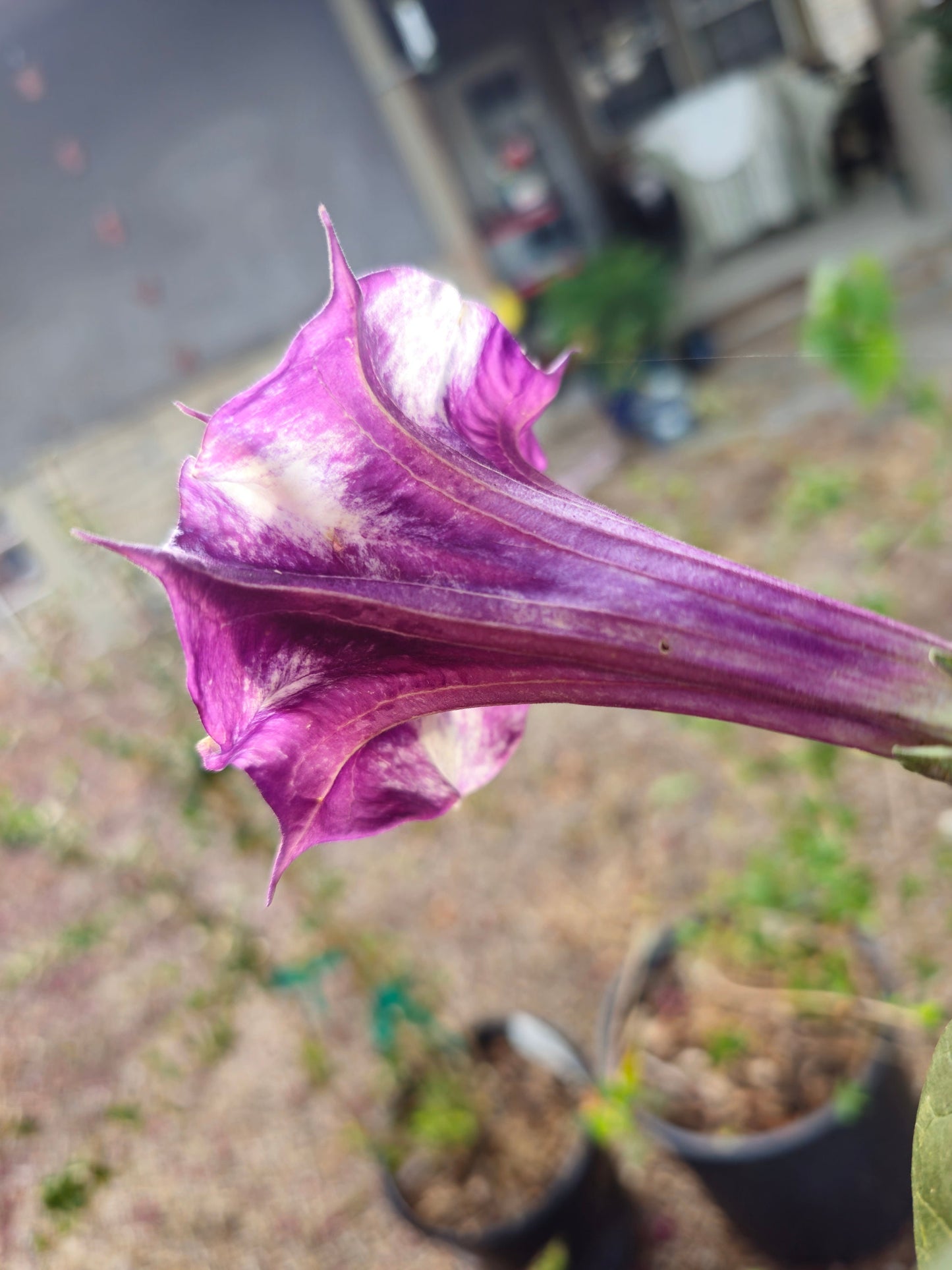 Purple Ballerina Datura