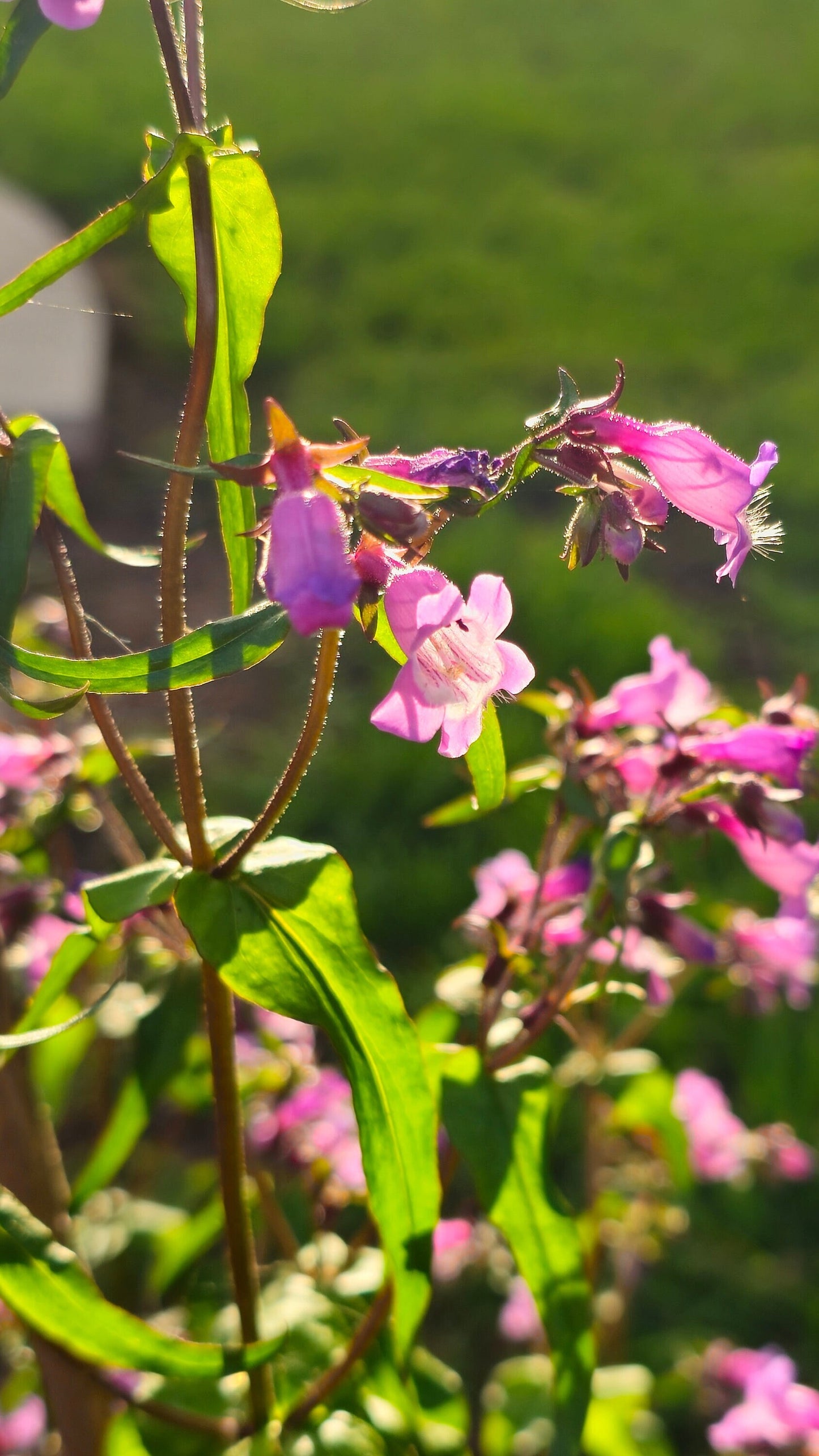 Brazos Penstemon Native Seeds (Penstemon tenuis)