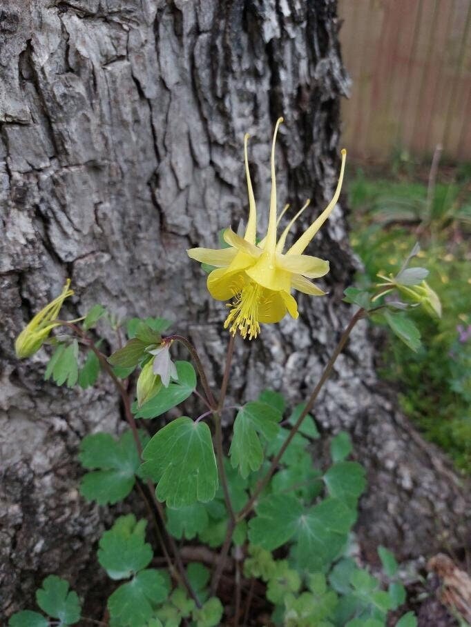 Texas Gold Columbine Native Seeds (Aquilegia chrysantha var. hinckleyana)