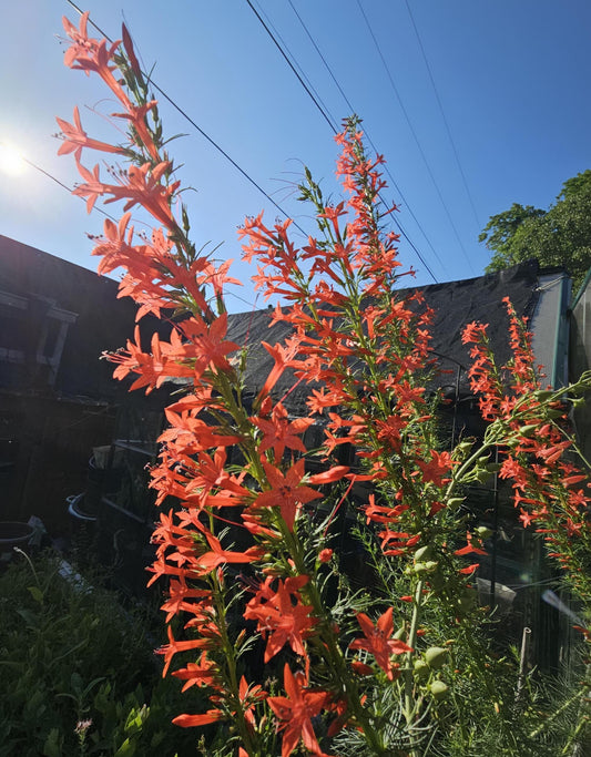 Standing Cypress (Ipomopsis rubra)