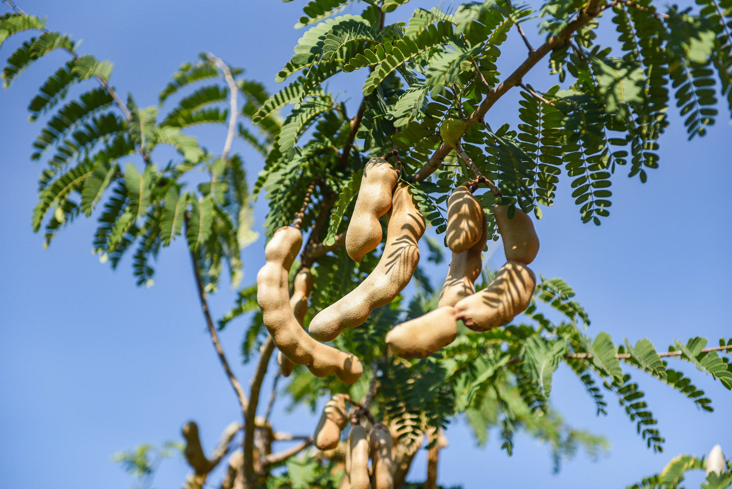 Sweet Tamarind (Tamarindus indica)
