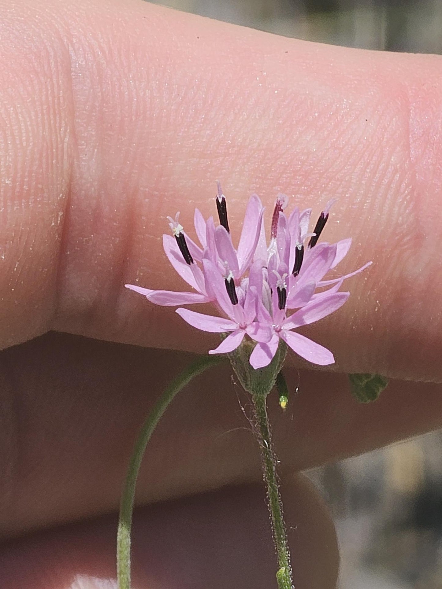 Small Palafox Native Seeds (Palafoxia callosa)