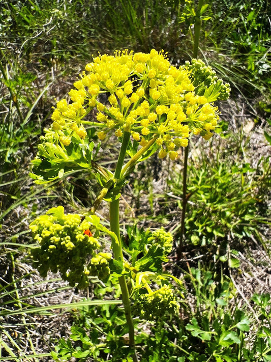 Texas Prairie Parsley (Polytaenia texana)