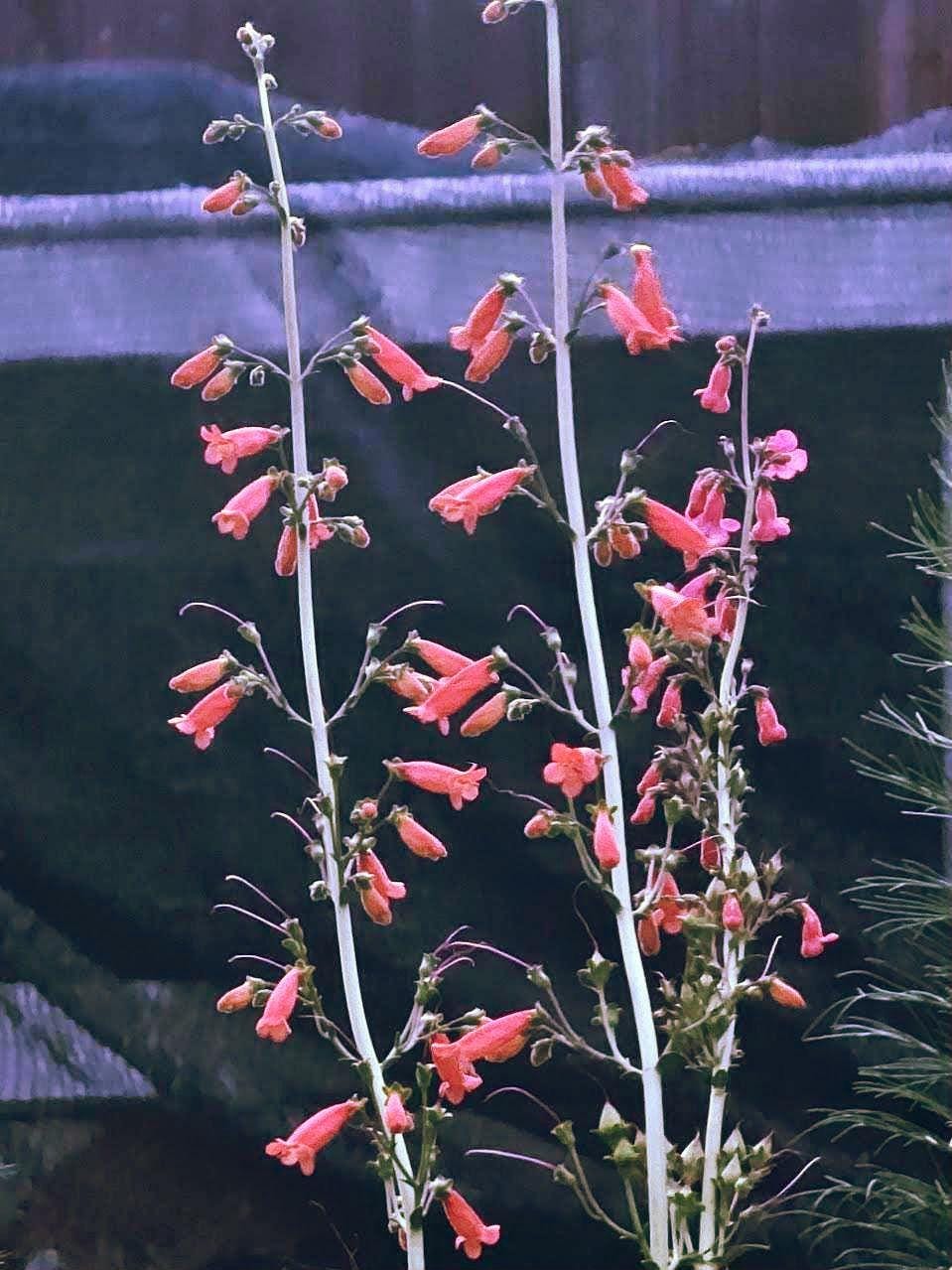Big Bend Penstemon Rare Seeds(Penstemon havardii)