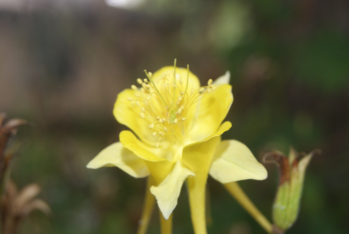 Texas Gold Columbine Native Seeds (Aquilegia chrysantha var. hinckleyana)