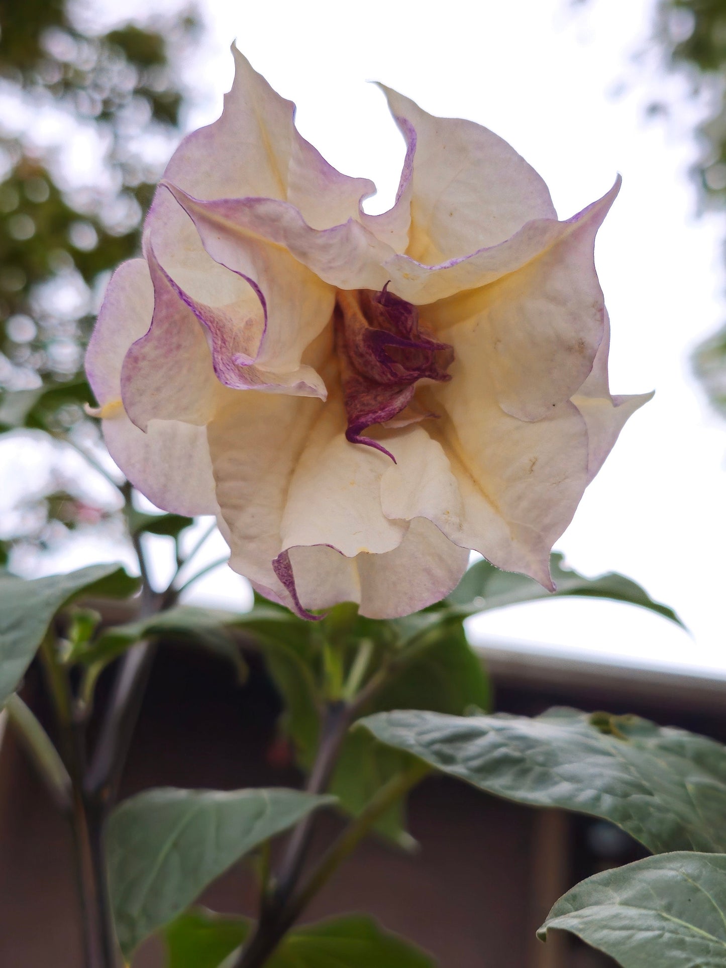 Purple Ballerina Datura