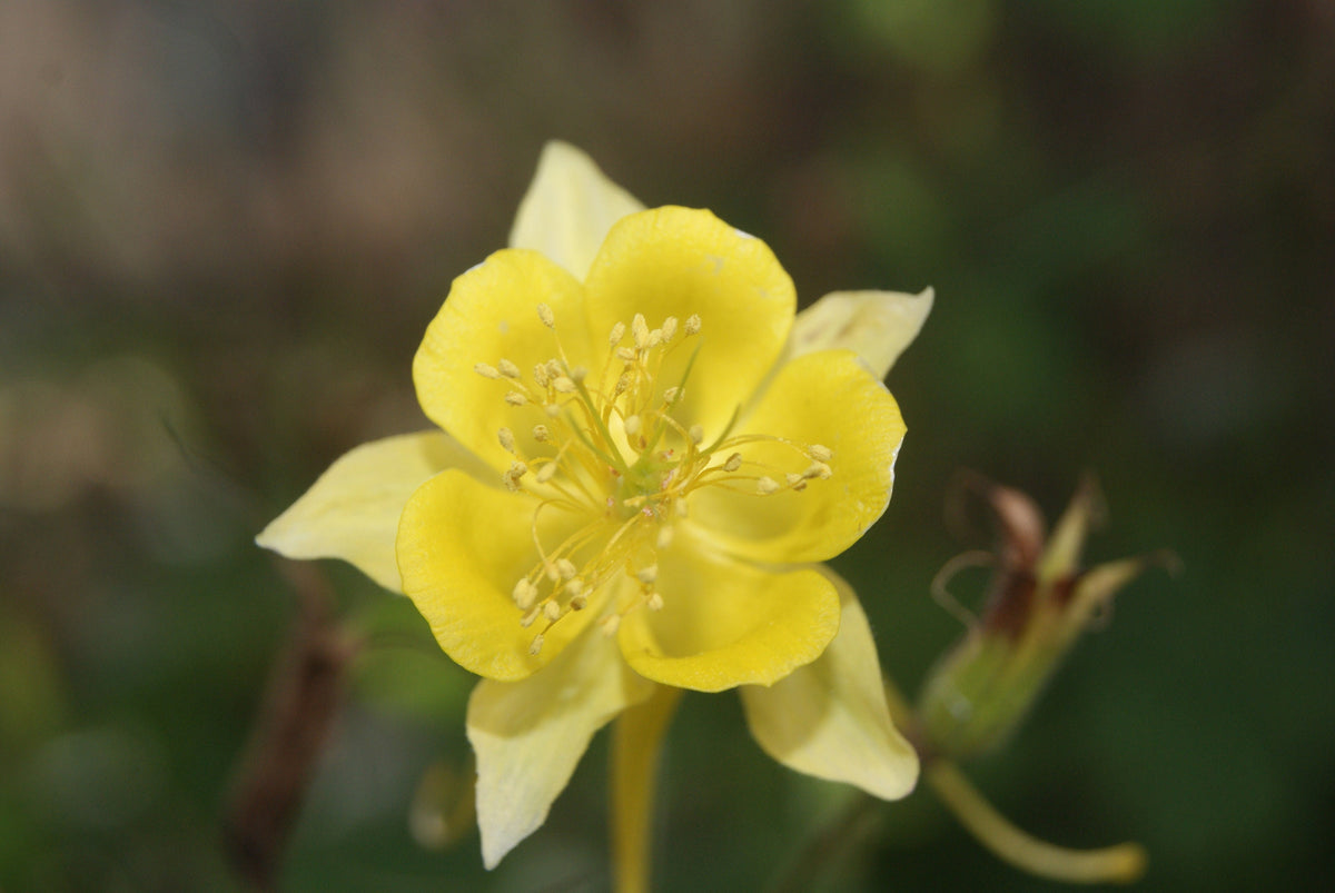 Texas Gold Columbine Native Seeds (Aquilegia chrysantha var. hinckleyana)