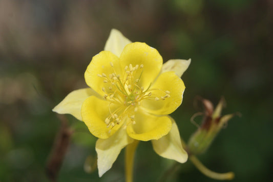 Texas Gold Columbine (Aquilegia chrysantha var. hinckleyana)