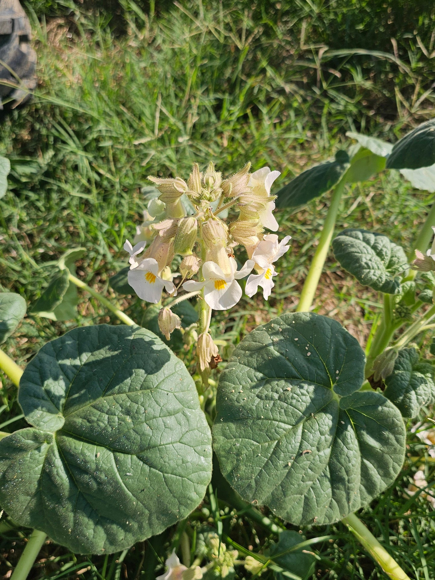 Devil's Claw Native Seeds (Proboscidea louisianica)