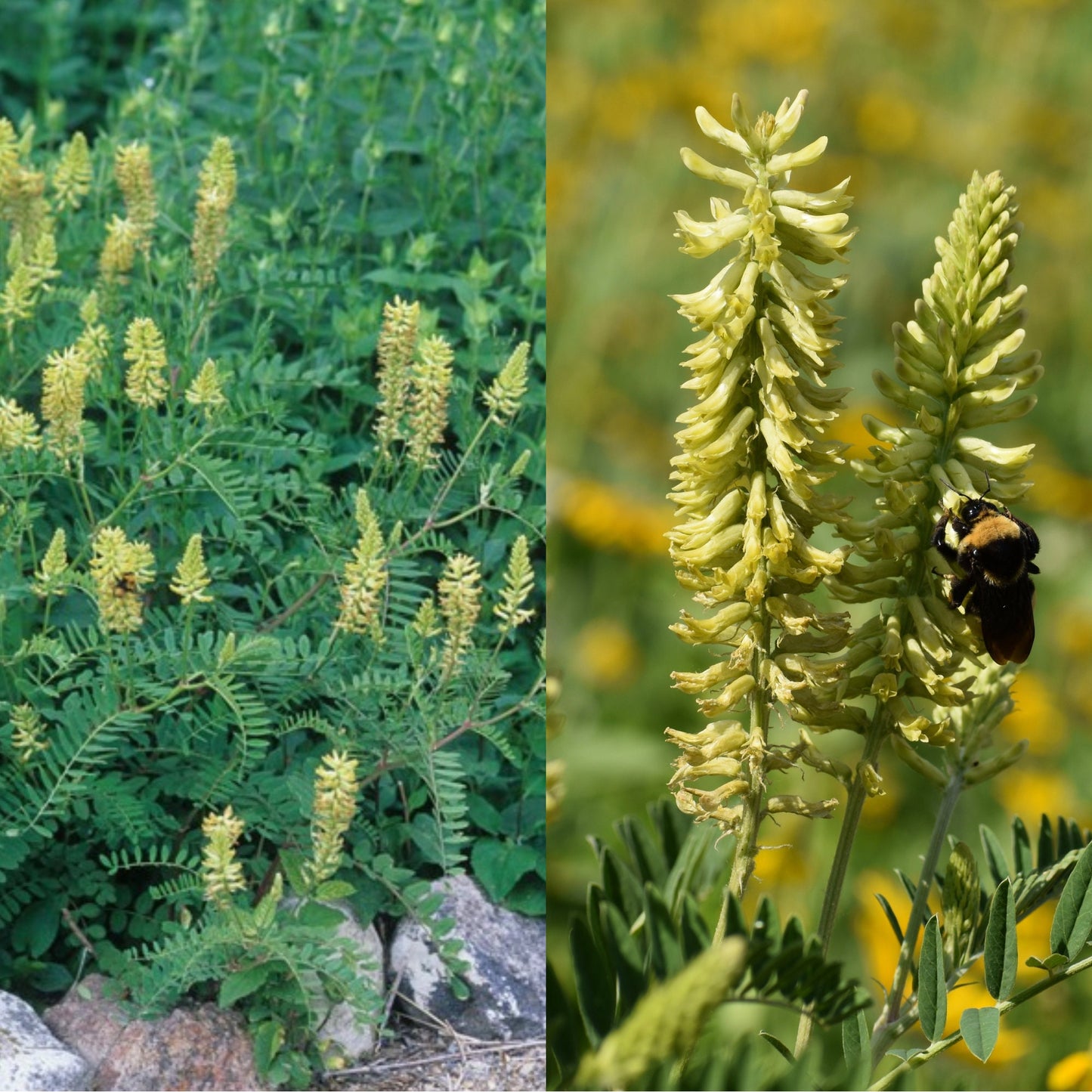 White Milkvetch Native Seeds (Astragalus canadensis)